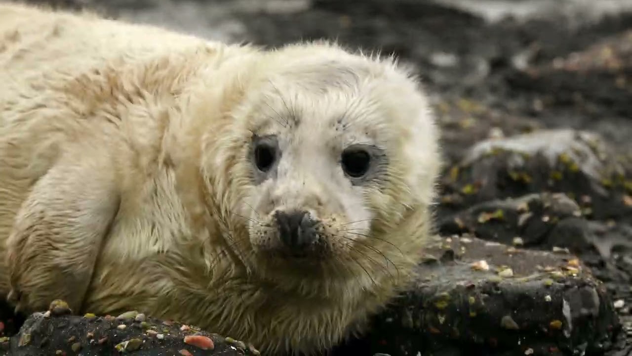 Grey sealpup at the Brouwersdam