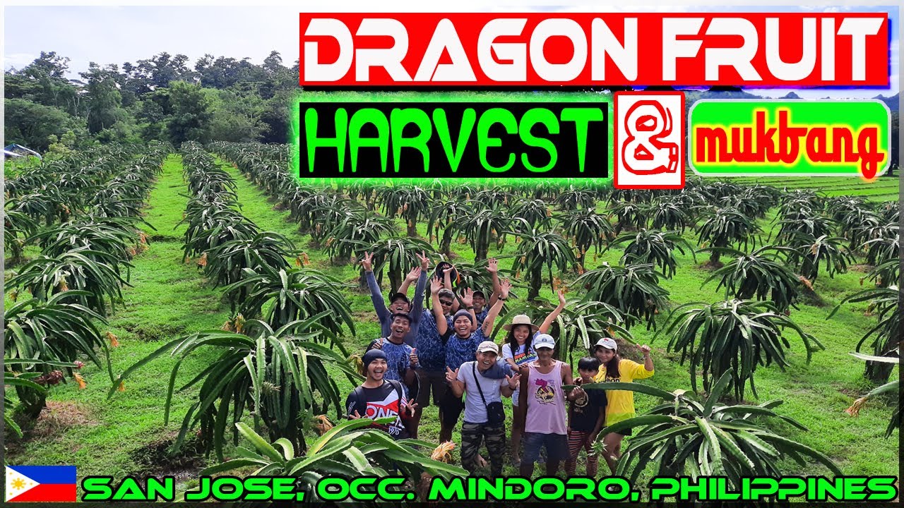 EP141 - Dragon Fruit Harvest and Mukbang | Mr. Bags' Sulbot | Occ. Mindoro