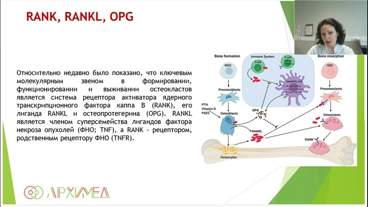 Маркеры костной реконструкции RANK,RANKL и OPG