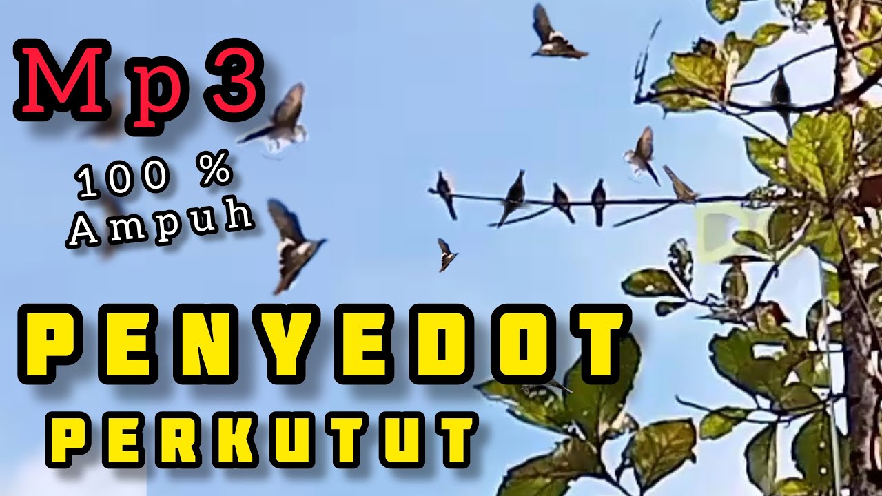 Mp3 SUARA PERKUTUT ‼️ AMPUH BUAT MIKAT PERKUTUT ‼️