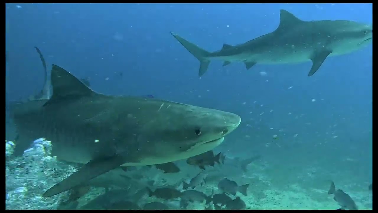 Cathedral tiger shark dive: Beqa Lagoon Resort in Fiji
