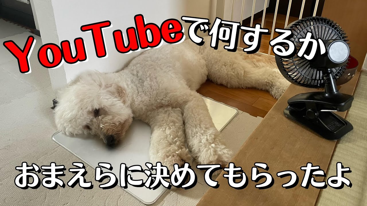 YouTubeでやってほしい事、みんなに聞いてみたので発表します！