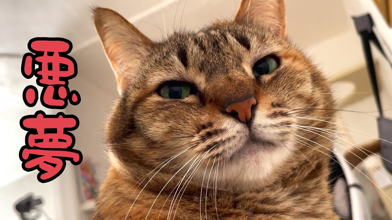 悪夢から目覚めたら｜猫と暮らすモーニングルーティン