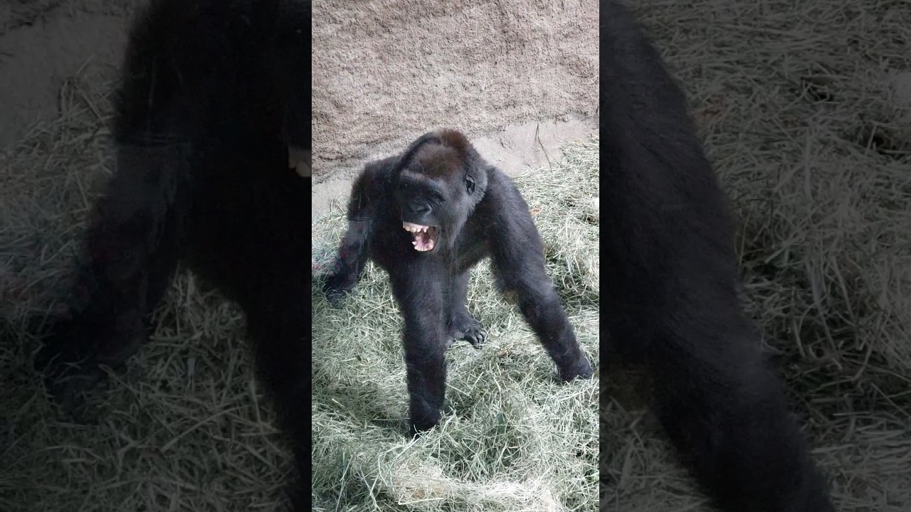 Yola, 8 years old. #gorilla #ape #shorts