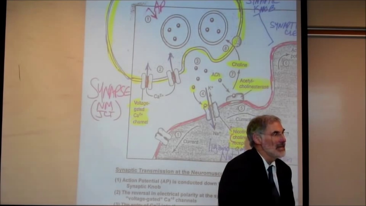PHYSIOLOGY; THE NEUROMUSCULAR JUNCTION by Professor Fink