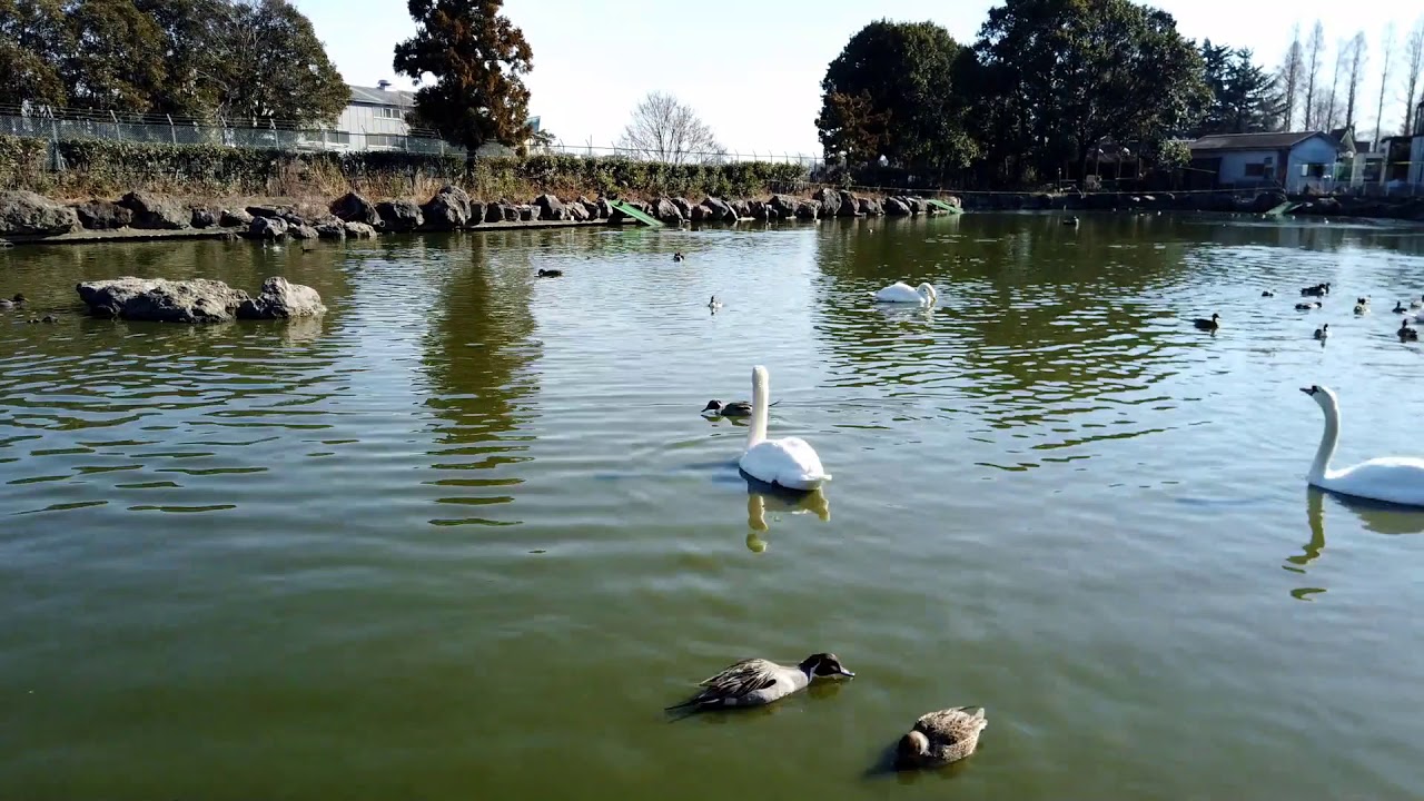 (タイムラプス）冬の水鳥の楽園の朝　東武動物公園