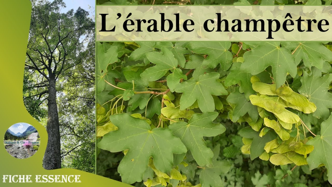 L'érable champêtre (Acer campestre) : reconnaître cet érable très commun des forêts et des bocages 🌳