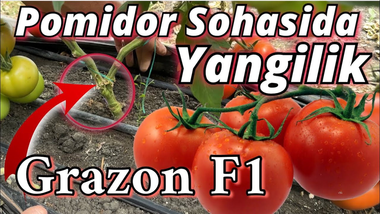 Turk Dehqonlaridan Pomidor hosilini 50% ga oshirish sirlarini bilib oling. Alpha Agro Grazon F1
