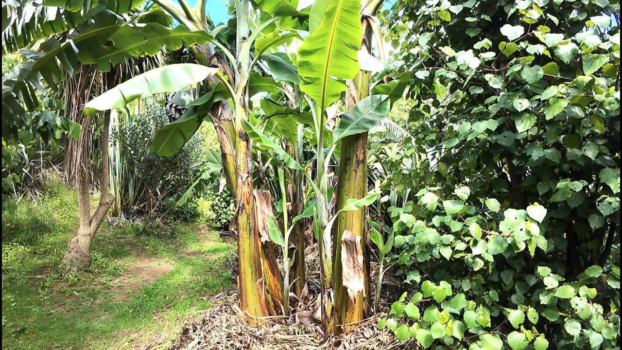 Best Fruit Trees 08 Jan 2026