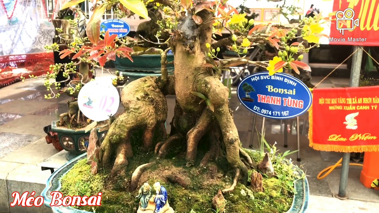 Mai vàng bonsai bày bán tại An Nhơn Bình Định. P1