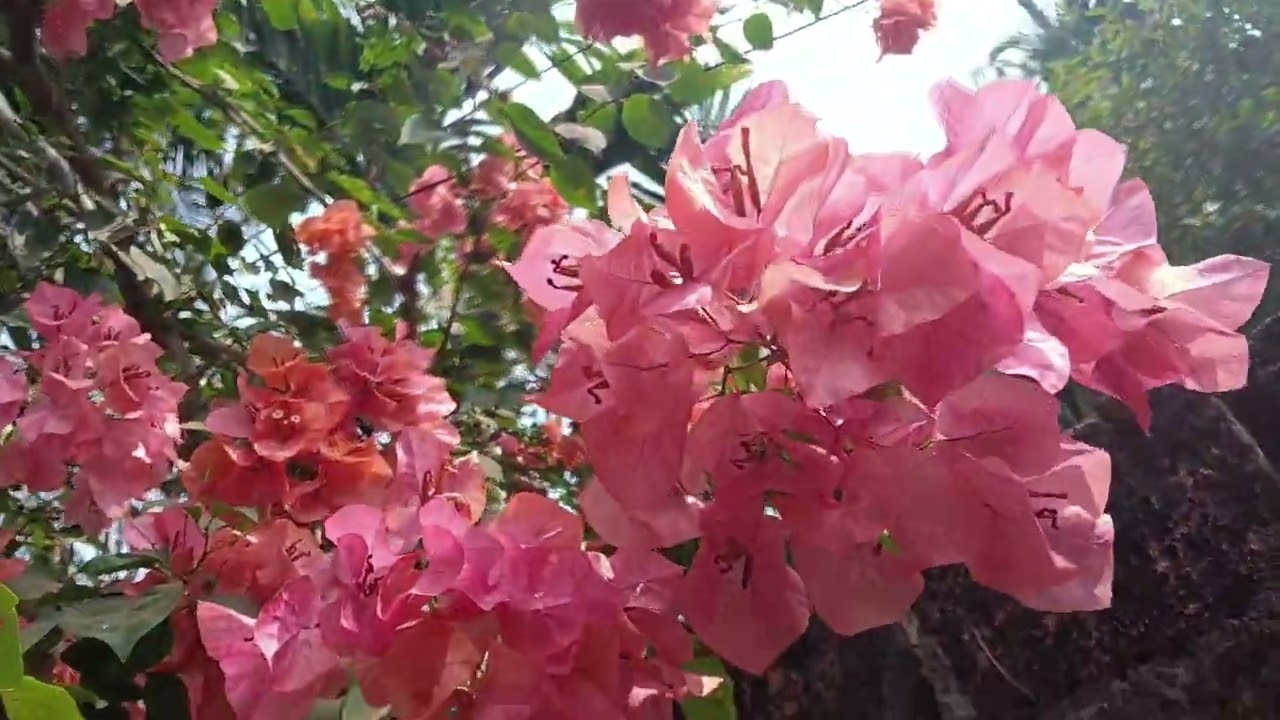 കടലാസ്പൂക്കൾ 