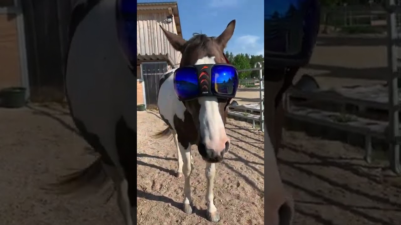 Horses and Sunglasses,Pferde und die Sonnenbrille
