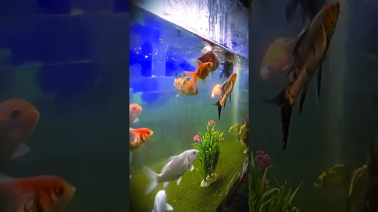 Kiliga Gold Fish