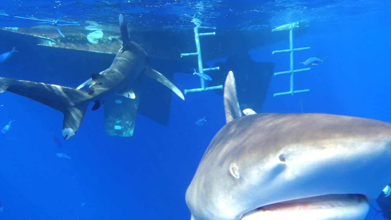 DIVERS CLOSE ENCOUNTER WITH OCEANIC WHITE TIP SHARK! (Brothers Island Egypt)