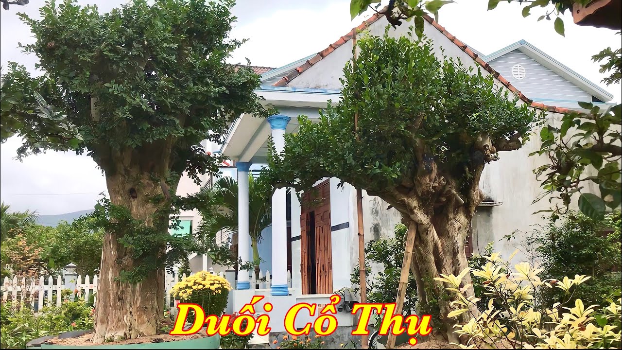 Tham quan vườn duối triệu đô tại Phù Cát - Bình Định | Trường Cảnh