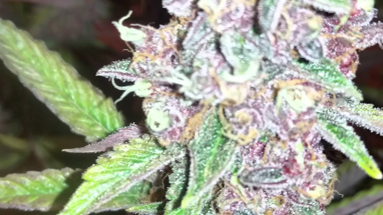 Purple urkle