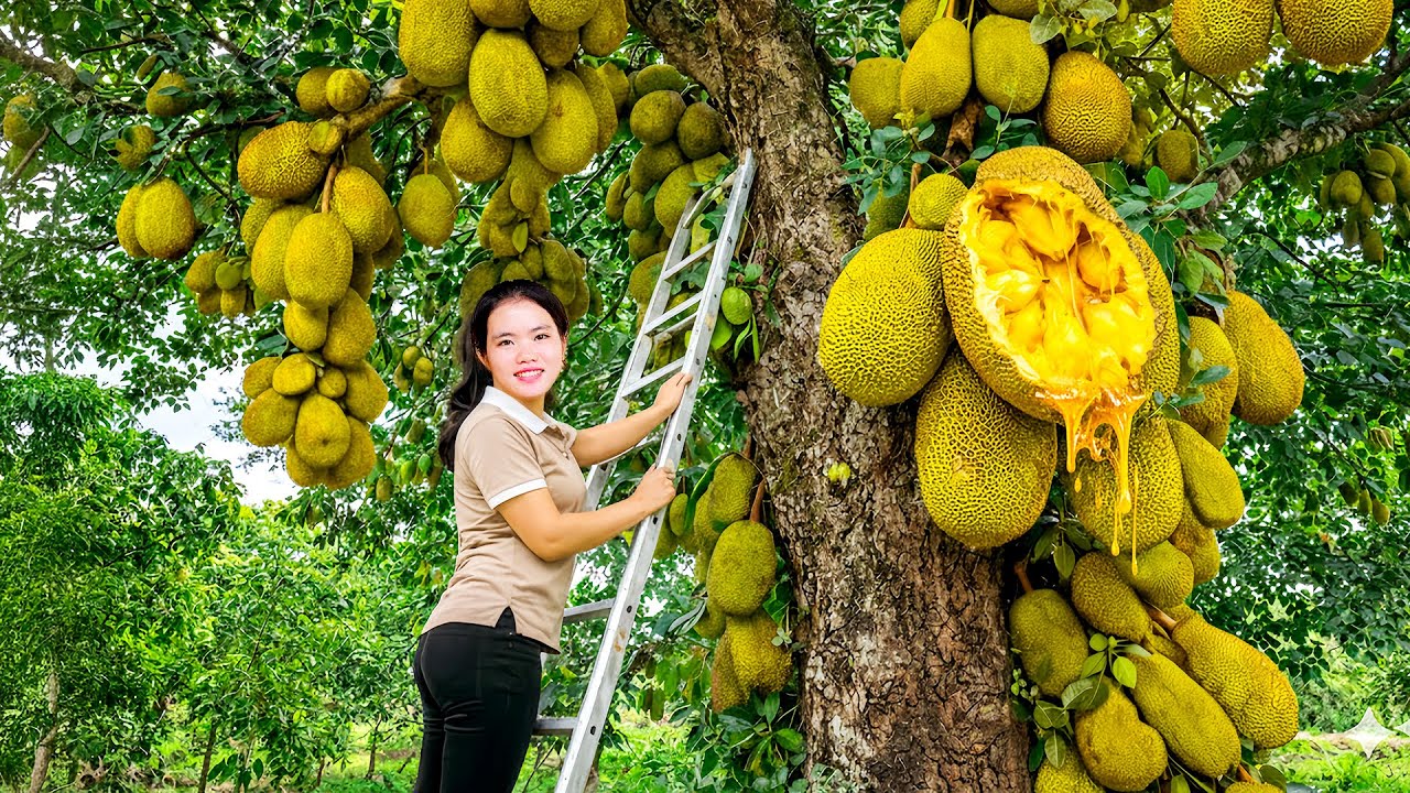 Harvesting Giant Jackfruit with CEO Hung and Sharing to the Neiborhood Children