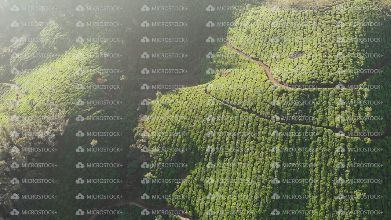 Aerial view of drone tea plantations in the vicinity of the city of Munnar. Kerala. India.