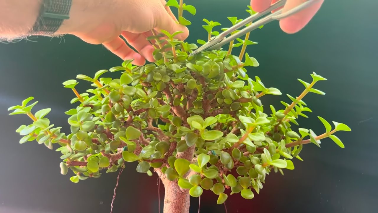 Detail Pruning My OG Dwarf Jade Bonsai (Portulacaria Afra)