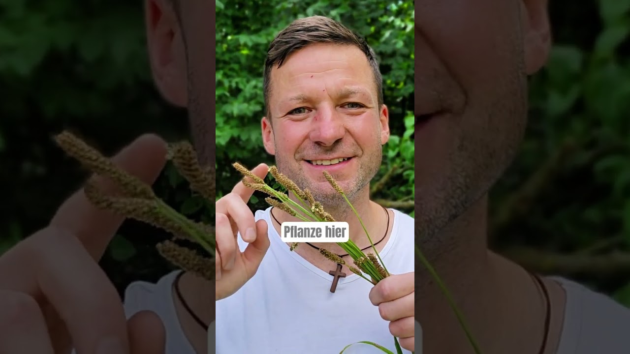 Diese Pflanze ersetzt bei mir Hustensaft Spitzwegerich