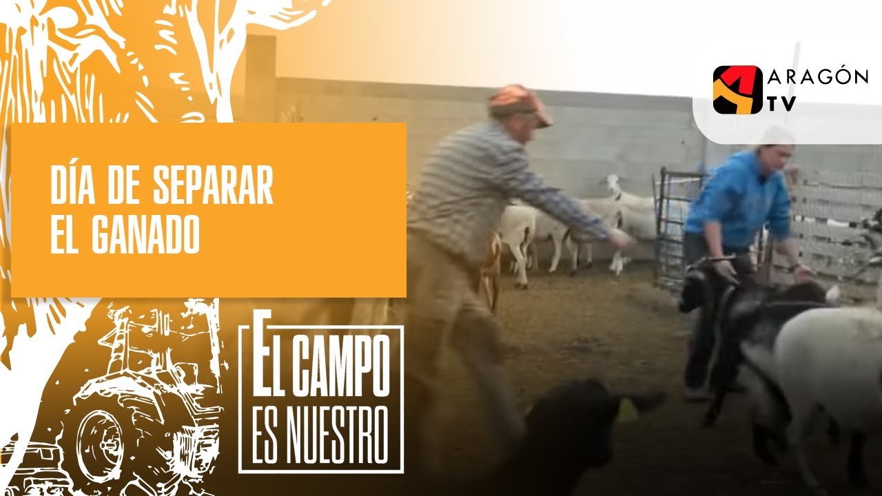 Día de separar el ganado