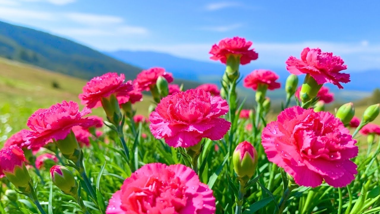 🍀 Relaxing Music for Inner Peace & Serenity ✨ Calm the Nervous System and Soothe the Soul