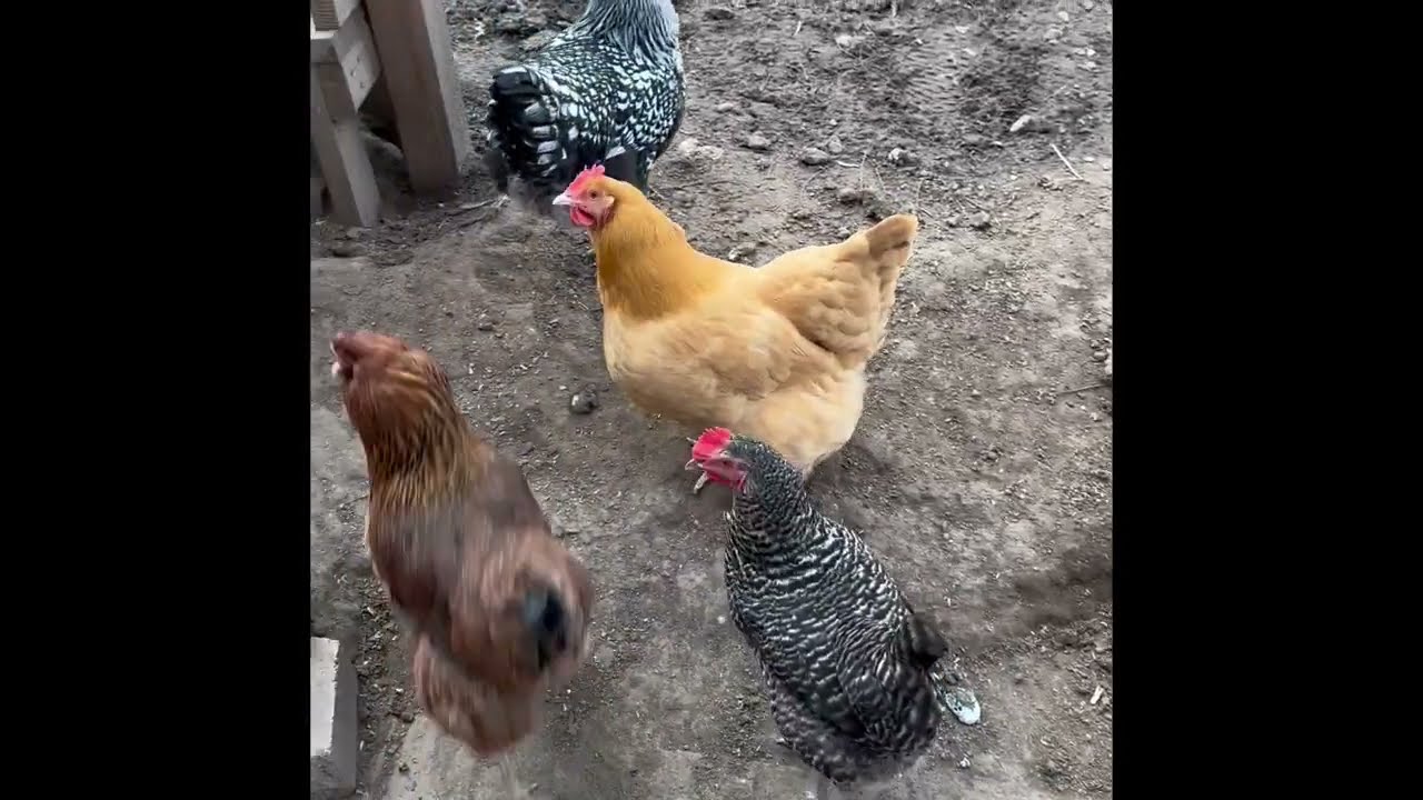 Our Other Girls—Our Pet Chickens! 