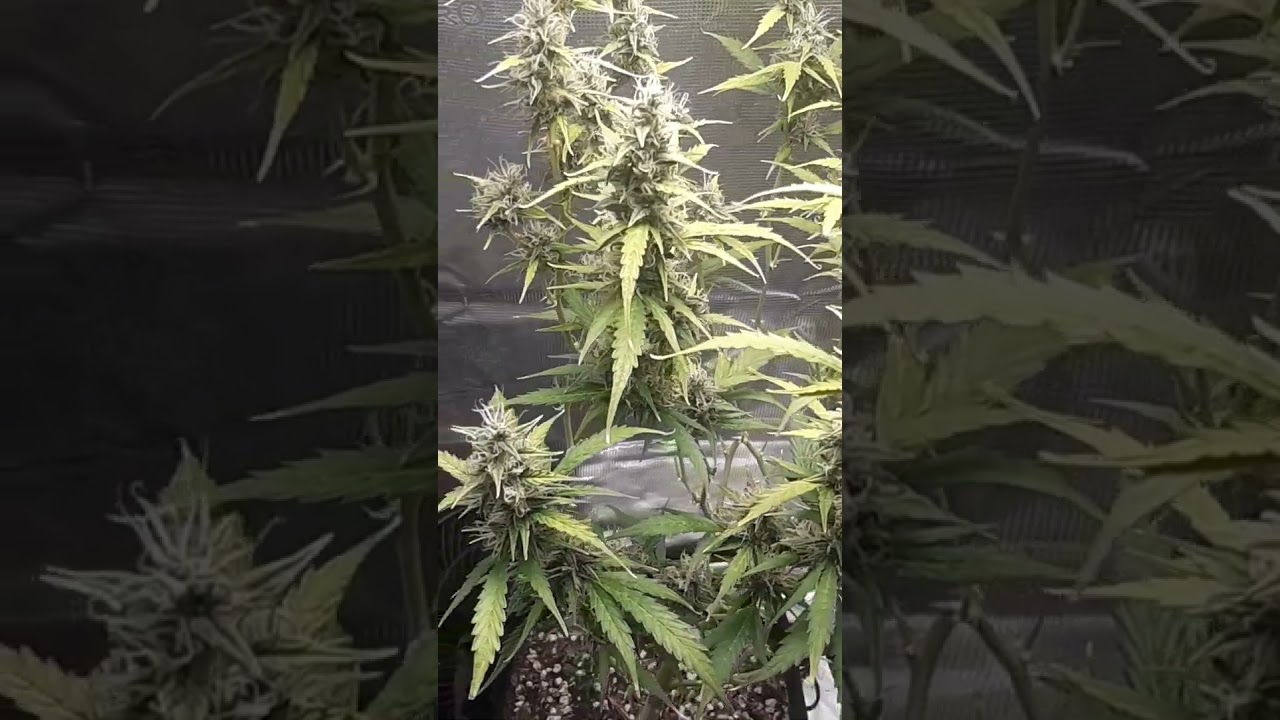 Banshee Auto A+K Lemon Haze x Og Kush Mars Hydro 2x2 Tent