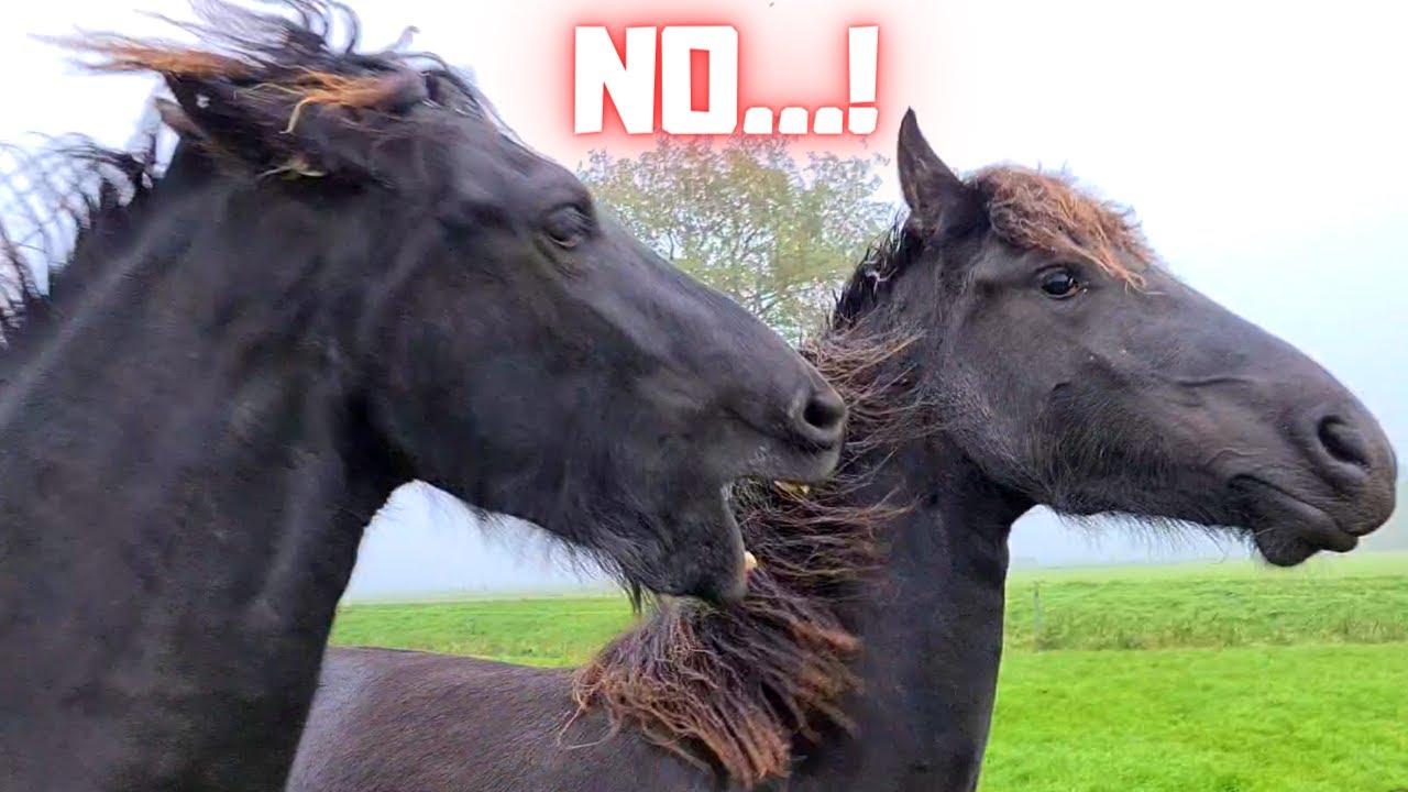 The ultimate herd behavior of the Friesian horses. And how do I recognize them?