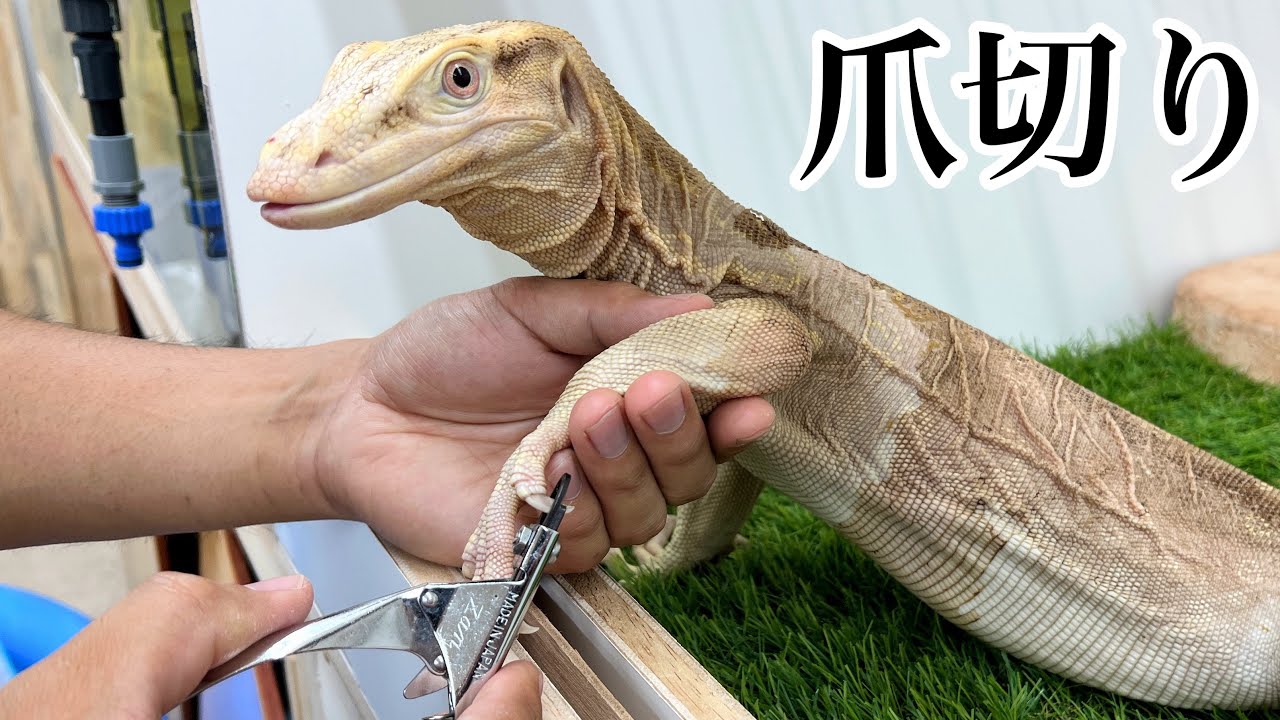 新入りオオトカゲの爪を切りました