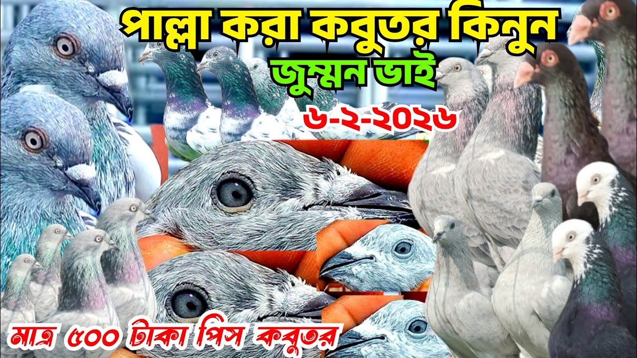মাত্র ৫০০ টাকা পিস কবুতর কিনুন। সিলভার গিরিবাজ কবুতর,পাংখি কবুতর,হ্যামার,গররা,বেজি কবুতর,জুম্মন 