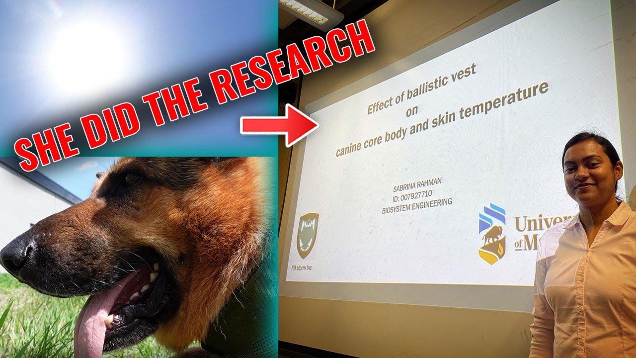 What is the Effect of K9 Storm Ballistic Vests on Canine Core Body and Skin Temperature?
