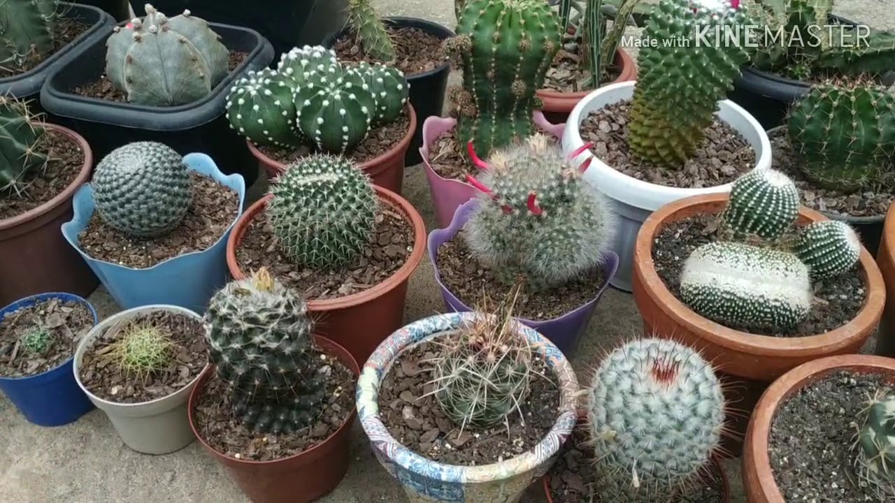 #comocultivarcactos#cactos Como cuidar de cactos