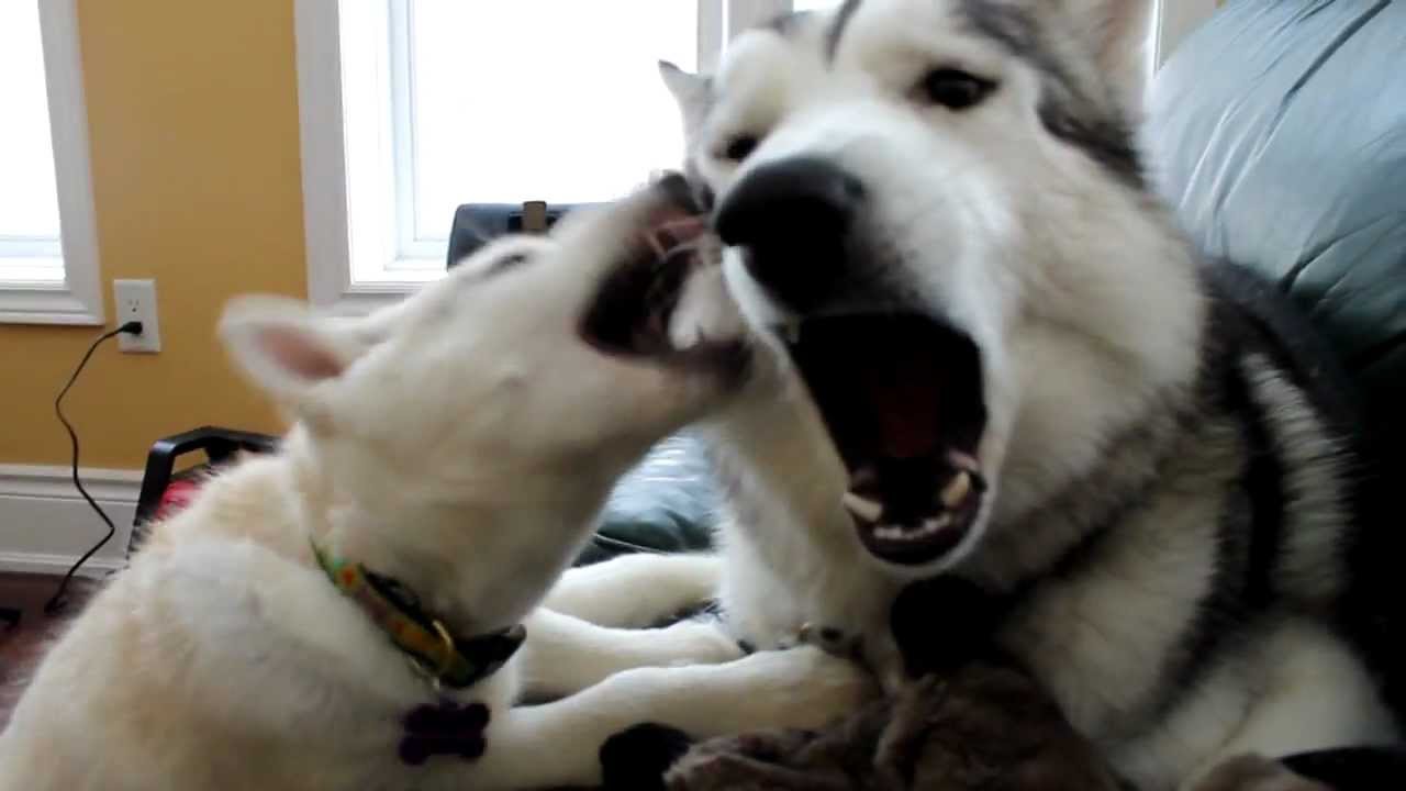 Siberian Husky Puppies Play-Fighting [HD]