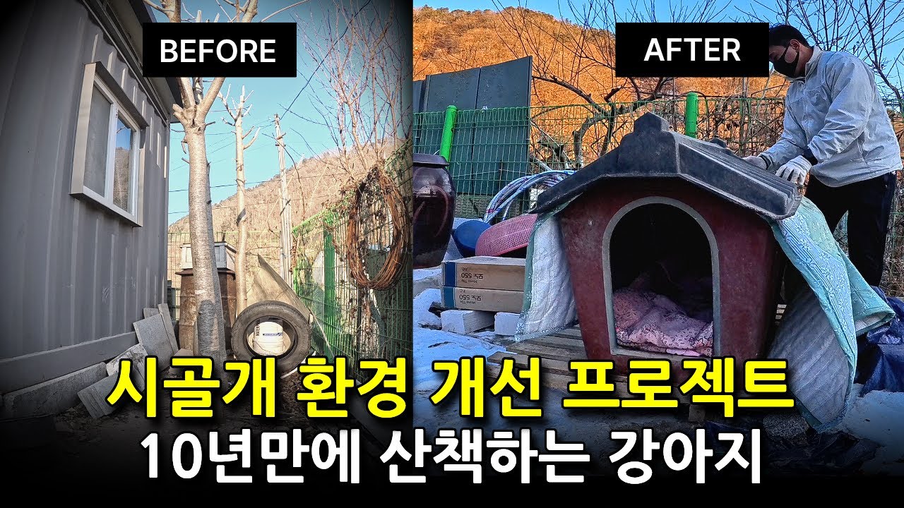 시골 똥개를 위한 새로운 보금자리