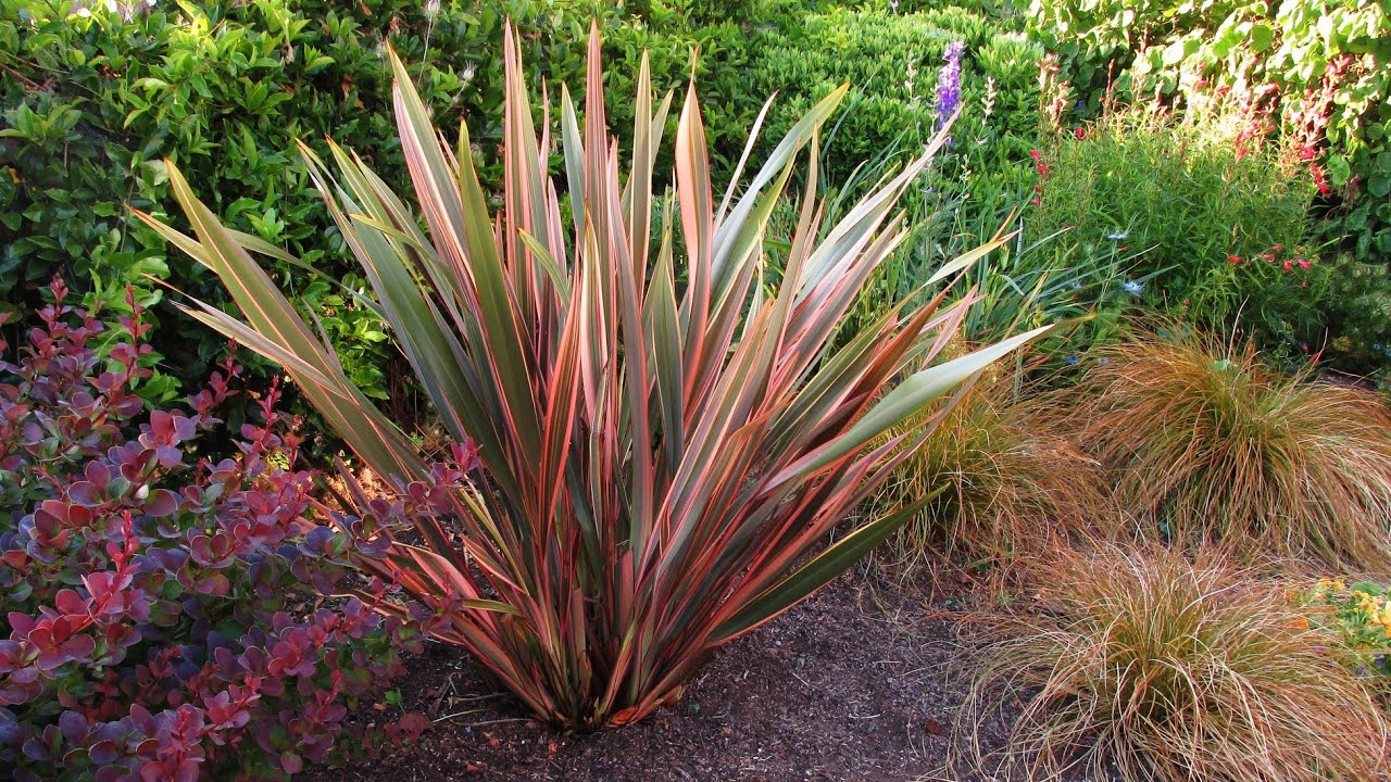 How to Prune a Phormium (New Zealand Flax) by The Gardening Tutor - Mary Frost