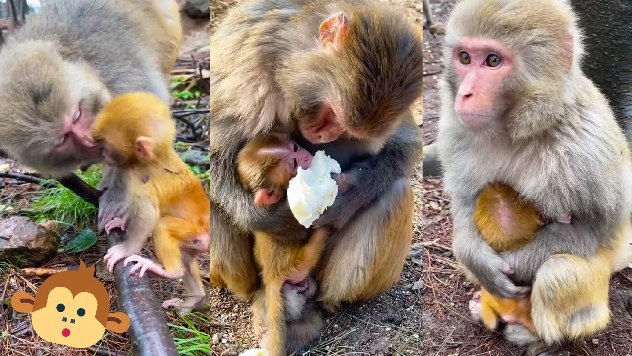 So cute! mother monkey is thoughtful and loves baby monkey very much