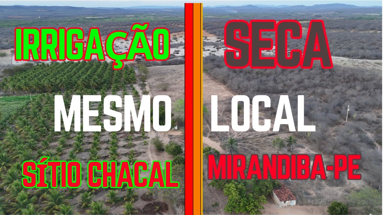 🌵💧 SERTÃO EM SECA — Mas a Irrigação Transforma o Sítio Chacal em um Oásis no Coração de Mirandiba