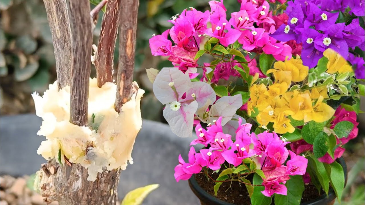 How to Grafting Bougainvillea | Multicolour On a Tree Using Potato Hormone