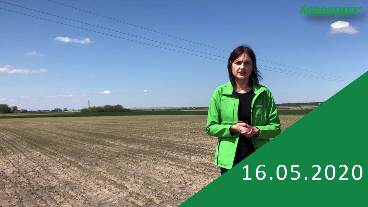 Ochrona herbicydowa cebuli - komunikat warzywniczy Agrosimex