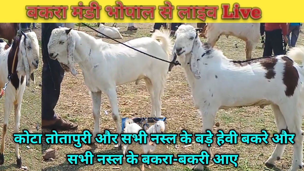 बकरा मंडी भोपाल से लाइव Live कोटा तोतापुरी सभी नस्ल के बड़े हेवी बकरे और सभी बकरा -बकरी अ-23/02/2026