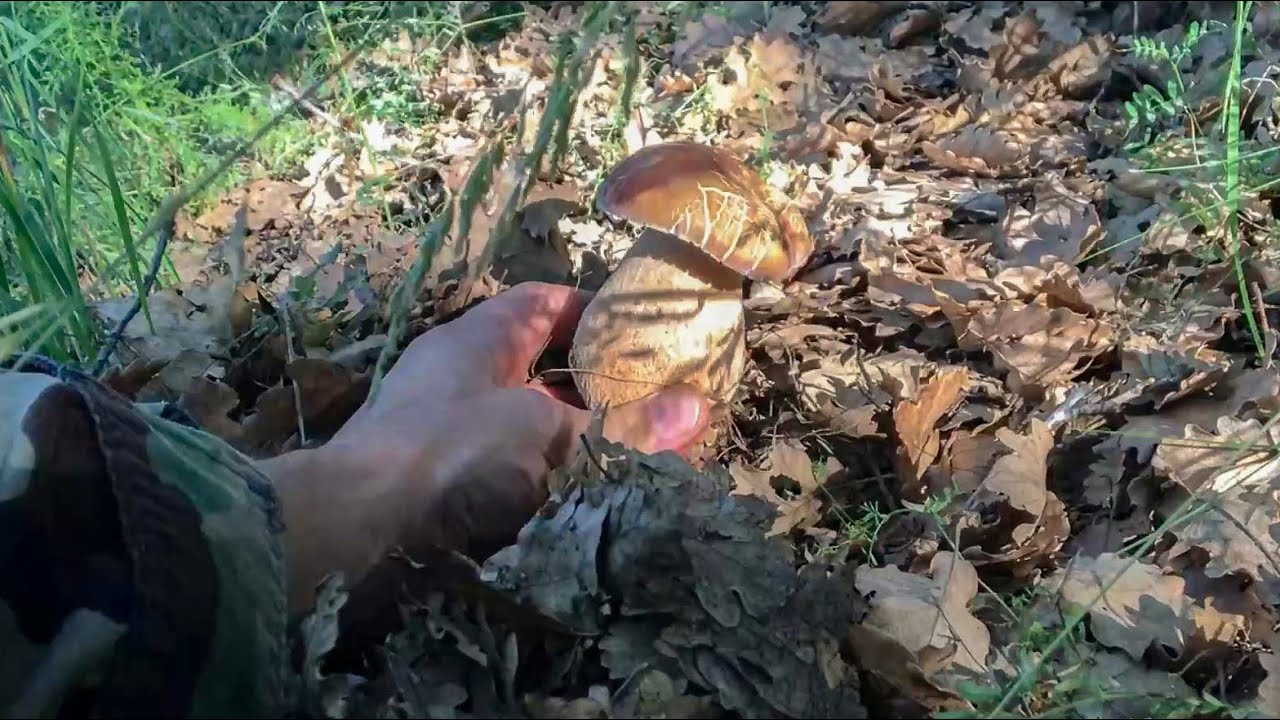FUNGHI PORCINI (ETNA SUD)