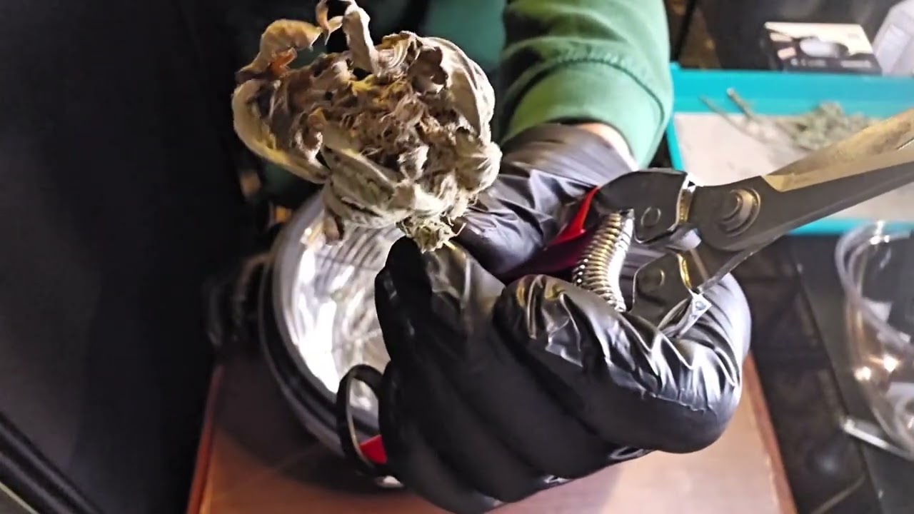 Trim day for Blackberry Kush! Using the @Vivosun Trim Bowl