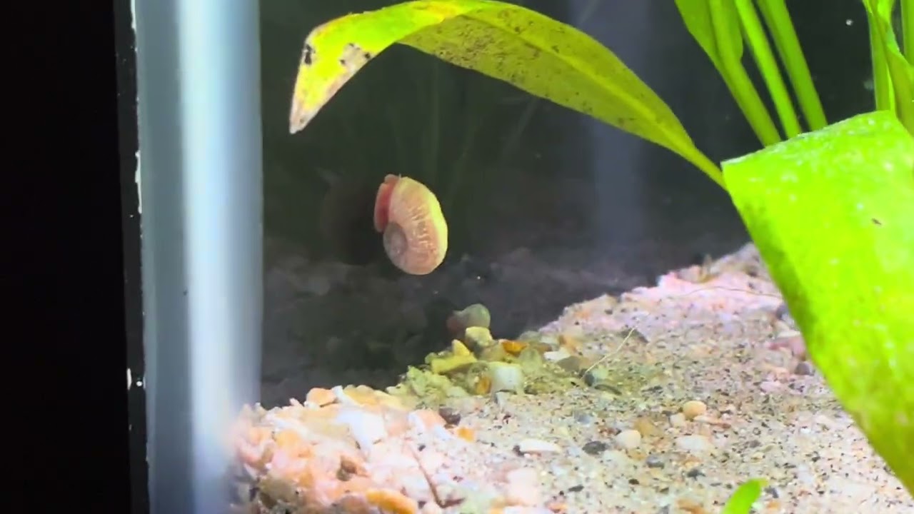 You don't need hospital equipment sterilizer  to get rid of algae.