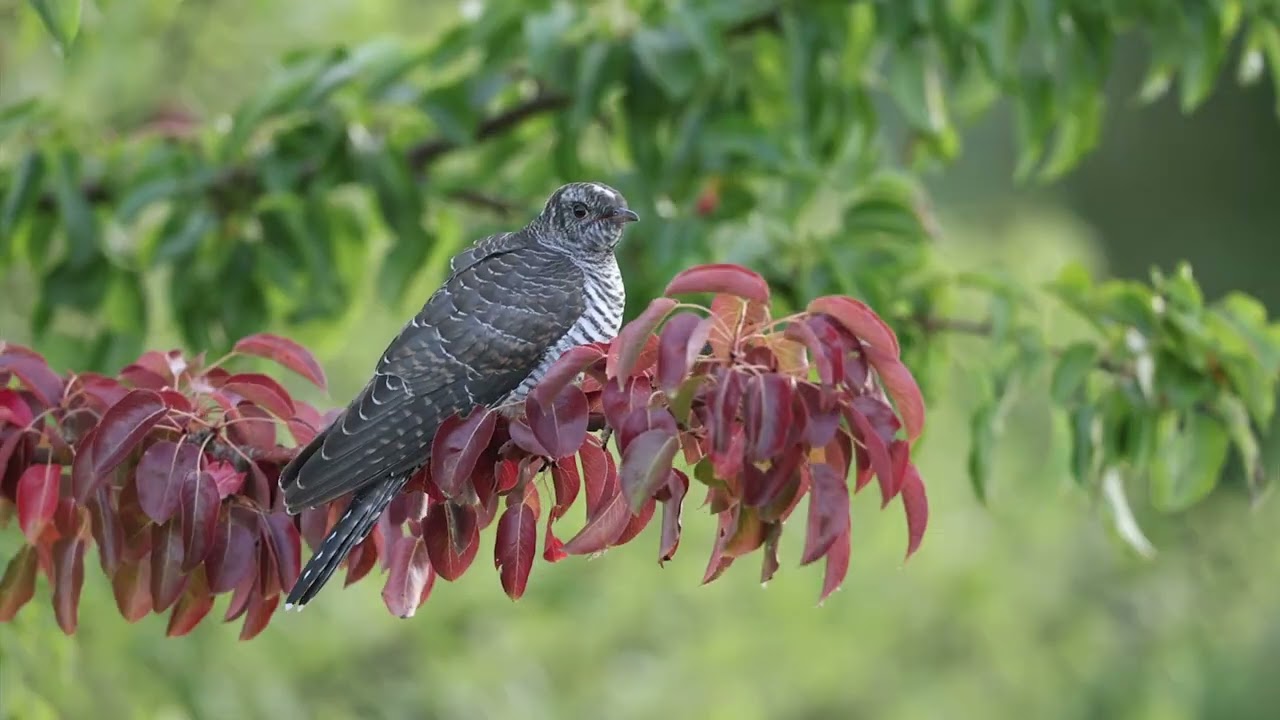 Fuglelivet på Vrøj Spurvefugle og Rovfugle