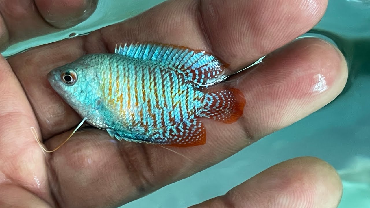Todos estos PECES son de este GURAMI enano