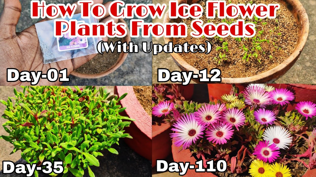 How To Grow Ice Flower Plants From Seeds To Flowering With Updates
