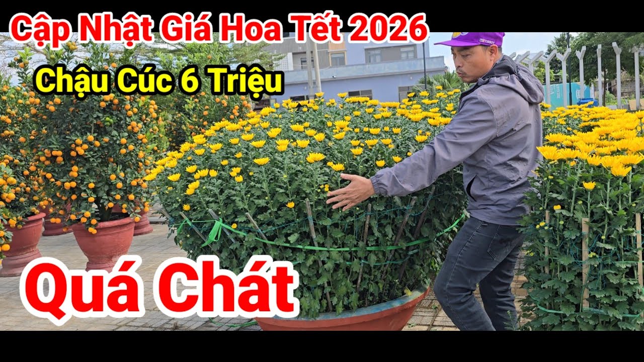 Cập Nhật Giá Hoa Xuân Chợ Nam Phước Đà Nẵng 2026