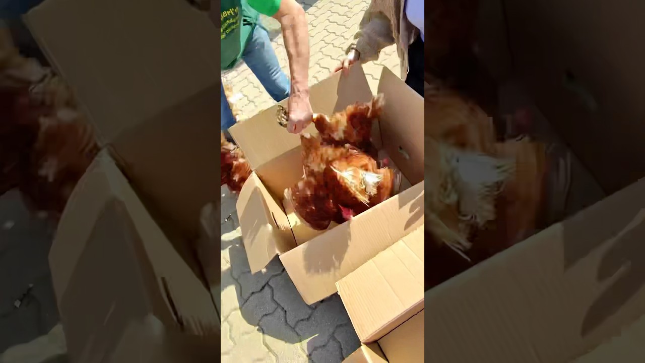 H&uuml;hner aus Legebetrieb retten?😱 #landwirtschaft #h&uuml;hner #h&uuml;hnerhaltung #tierrettung #h&uuml;hnerstall