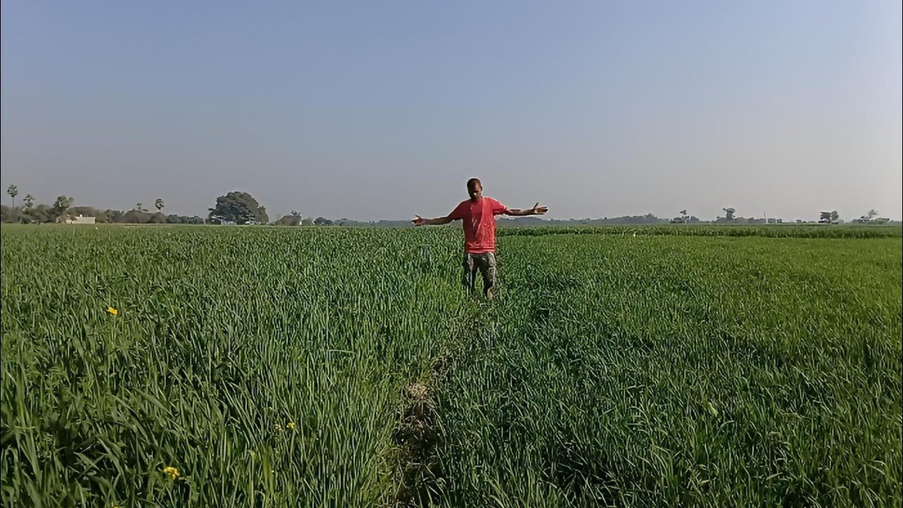 Bade Wale Khet Ka Aakhri Patwan 🌾💦 | Is Season Ka Last Part 😢